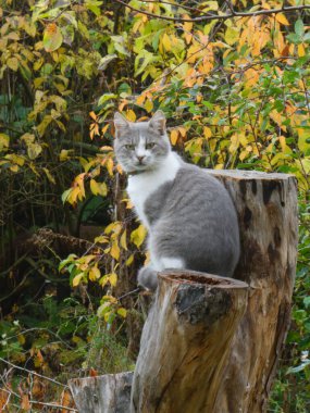 Cute domestic cat posing outdoors against autumn foliage background