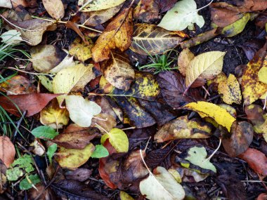 Düşen yaprakların doğal arka planı canlı sarı, kahverengi ve kırmızı tonlarda.