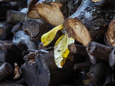 Sarı sonbahar yapraklarının yakın plan görüntüsü.