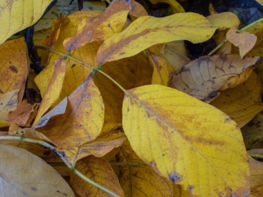 Sonbahar ormanında düşen sarı ceviz ağacı yapraklarının canlı yakın çekimi.