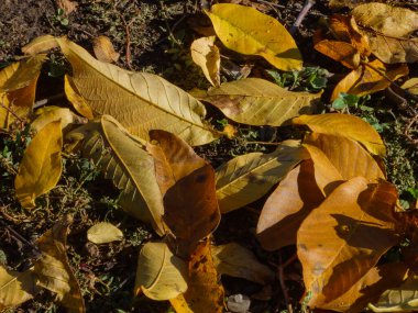 Topraktaki parlak güneş ışığı sarı ve kahverengi sonbahar yapraklarının yakın çekimi