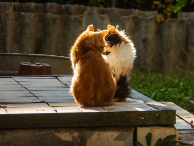 Sıcak güneş ışığıyla aydınlanan sevimli kedi yavruları kırsal, fayanslı bir yüzeyde..