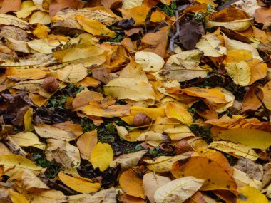 Bol miktarda ceviz hasadı yoğun bir halı üzerine yayılmış, canlı bir sonbahar yeşilliği..