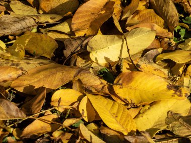 Parlak altın sarısı sonbahar yaprakları halı zemini, güneşli güneş ışığı.