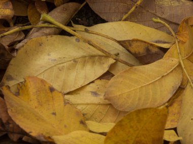 Düşen sarı ve kahverengi sonbahar yapraklarının yakın çekimi dünyayı kaplıyor.