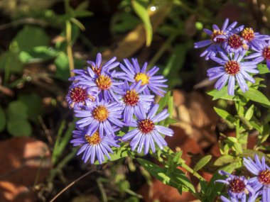 Sonbahar yapraklarıyla çevrili vahşi mor asterlerin yakın görüntüsü
