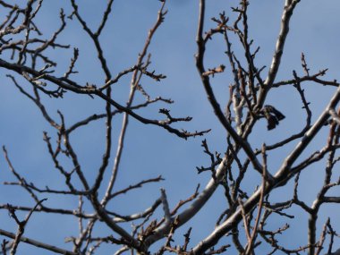 Açık mavi gökyüzüne karşı yapraksız ağaç dalları ve tomurcuklarından oluşan karmaşık bir ağ