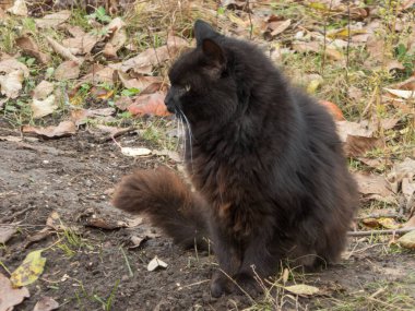 Kuru yapraklar ve kir arasında pofuduk siyah bir kedinin yakın plan portresi..