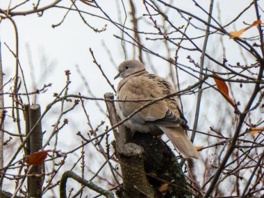 Çıplak bir kış dalında oturan sessiz bir güvercinin yumuşak odak portresi..