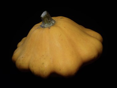 Koyu arkaplanda canlı sarı deniz tarağı kabağının dramatik yakın çekimi.