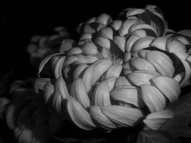 Büyük bir çiçeğin kıvrımlı dokusunu vurgulayan siyah beyaz makro fotoğraf.