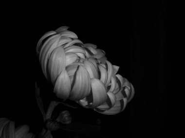 Çiçek açan bir kasımpatının zarif monokromu. Derin, dramatik gölgeleri olan..