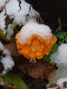 Canlı çiçek, kar ve su damlası soğuk sonbahar sonunu yakalar..