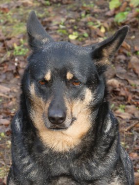 Ciddi bir melez köpek, doğrudan kameraya bakıyor..