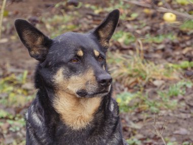 Keskin kulaklı, özenli, melez bir köpek doğal bir arka planda oturuyor..