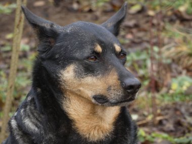 Keskin kulakları ve doğal ışığı olan sadık, çalışan bir köpeğin yakın plan portresi..