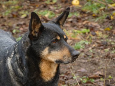 Dışarıya bakan dik kulaklı bir köpeğin profil portresi..