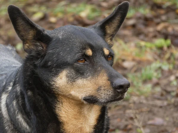 Doğal ortamlarda özenli bakışlarla çalışan ciddi bir köpek portresi..