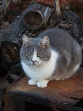Majestic domestic cat rests on rustic texture surrounded by weathered wood.