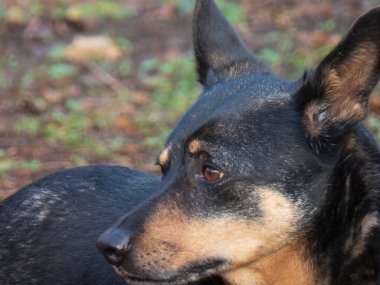 Sadık ve dikkatli bir köpeğin yakın plan portresi..