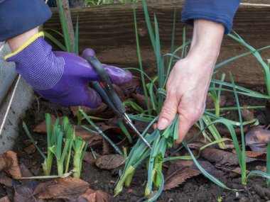 Gardener's hands carefully cutting fresh green chives in a raised garden bed.