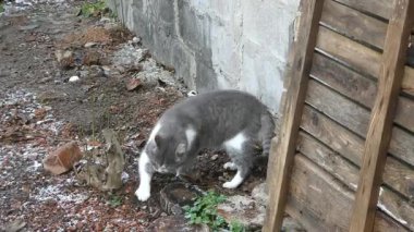 Gri ve beyaz bir açık hava kedisi yıpranmış bir duvarın yakınındaki toprağı keşfeder..