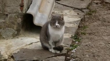 Sakin bir sokak kedisi, kırık beton duvarın yanında, taşın üzerinde oturuyor..