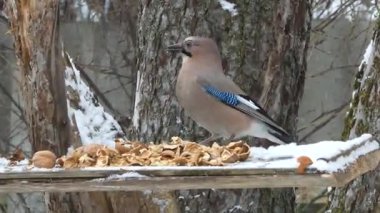 Bulutlu bir günde bir alakarga, tahtadan bir yemlikte ceviz yer. Yakın plan..