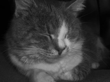 Evde huzur içinde uyuyan tüylü bir evcil kedinin sanatsal siyah beyaz fotoğrafı.
