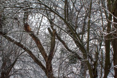 Ağaç dalları ve gövdeleri kış bahçesinde taze beyaz karla kaplıdır..