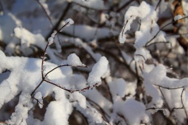 Kış doğası arka planında güneş ışığıyla kaplı dallar var..