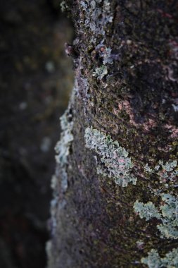 Ağaç gövdesinin dikey makro görüntüsü ormandaki liken ve yosunlarla kaplı.