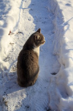 Kışın karla kaplı bir patikada oturan tüylü gri ve beyaz evcil kedinin yan görüntüsü