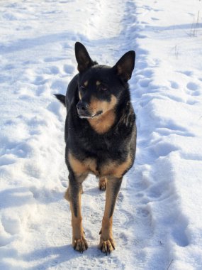 Kara köpek kış parkında karlı yolda duruyor.