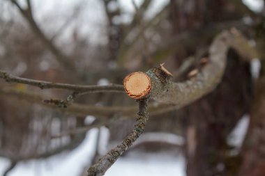 Bir kış bahçesinde mevsimlik budanmadan sonra ahşap dokusunu gösteren bir ağaç dalının yakın çekimi..