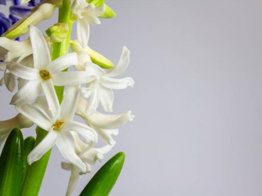 Gri arkaplanda kopya alanı olan beyaz sümbül çiçeklerinin yakın çekimi