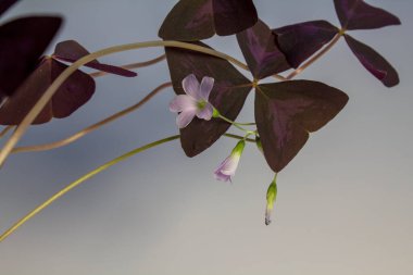 Güzel mor Oxalis nirengi (Sahte Yonca) çiçekleri yumuşak gri eğimli arka planda soluk pembe çiçekler. Doğa, büyüme ve bahçe işleri için kavramsal imaj.