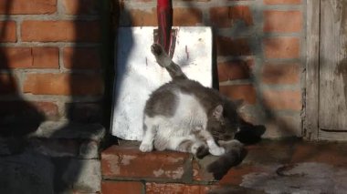 Evcil gri ve beyaz bir kedinin tuğla bir verandada kendini temizlerken çekilmiş statik bir üç ayak görüntüsü. Parlak doğal güneş ışığı kürk dokusunu vurgular.