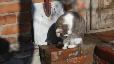 Güneşli bir günde evcil bir kedinin kendini tımar edişinin statik yakın çekimi. Kedi dışarıda kırmızı tuğla basamaklara oturur, titizlikle patisini yalar ve yüzünü temizler. Doğal arka plan ışığı, kırsal atmosfer, kürkün net detayları..