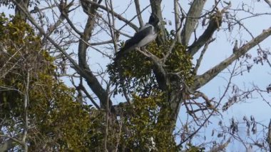 Parazit ökseotuyla kaplı bir dalın üzerine konmuş kapüşonlu bir karganın (Corvus cornix) statik görüntüsü. Doğal gün ışığı, tüylerin ve ağaç kabuğunun açık detayları.