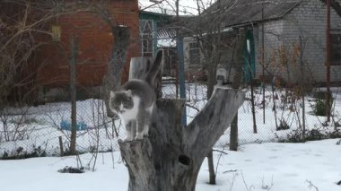 Gri ve beyaz bir kedinin ahşap bir kütüğe püskürterek bölgesini işaretlemesinin detaylı statik görüntüsü. Kırsal bir arka bahçede erkek bir kedinin doğal davranışı. Veterinerlik, hayvan eğitimi ve hayvan psikolojisi projeleri için yüksek kaliteli bir film..