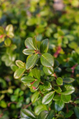 Parlak doğal güneş ışığı altındaki bir çalılığın canlı yeşil oval yapraklarının detaylı görüntüsü. Görüntü, yumuşak bulanık bir arkaplan ile sığ bir alan derinliğine sahip, taze bir bahar atmosferi ve organik dokuyu yakalıyor..