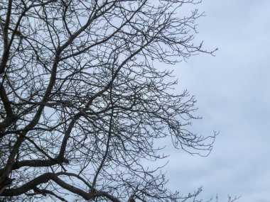 Yapraksız ağaç dallarının detaylı görüntüsü gri bulutlu gökyüzüne karşı doğal bir desen oluşturuyor. Bu minimalist kış manzarası melankolik ve barışçıl bir atmosfer yakalar, arka planlar veya doğa temalı tasarımlar için mükemmeldir..