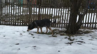 Melez bir köpeğin baharın başlarında açık havada keşfe çıkmasının statik geniş bir görüntüsü. Köpek, kırsal bir arka bahçedeki bir ağacın yakınındaki eriyen karı ve çimenleri kokluyor. Doğal gün ışığı, bulutlu hava, otantik hayvan davranışları..