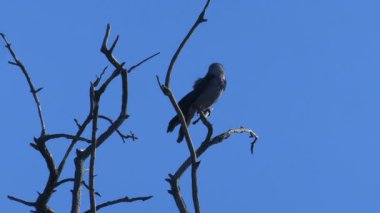 Parlak güneş ışığı altında kuru bir ağaç dalında oturan küçük bir kuşun statik görüntüsü. Minimum hareket, berrak mavi gökyüzü ve kuşun siluetini aydınlatan doğal ışık. Doğa belgeselleri ve çevre projeleri için mükemmel.