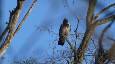 Baharın başında ya da sonbaharda yapraksız bir ağacın dalında oturan kapüşonlu bir karganın statik görüntüsü. Keskin odak, doğal gün ışığı ve minimalist mavi gökyüzü arkaplanı. Doğa ve çevre projeleri için yüksek kalitede B-roll..