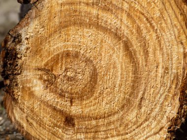 Yeni kesilmiş ahşap kütüğün detaylı makro çekimi senelik büyüme halkalarını ve ahşap tozlu kaba dokuyu gösteriyor. Parlak gün ışığında çekilen doğal kahverengi kereste yüzeyi organik arka planlar ve orman kavramları için mükemmel..