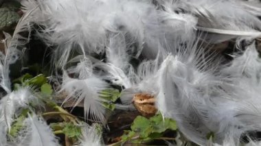 Beyaz kuşun ince tüylerini ve tüylerini gösteren detaylı bir makro çekim. Sabit kamera, yumuşak doğal ışık, sığ bir alan derinliği ve güzel bir bokeh. Doğa çalışmaları, soyut geçmişler veya çevresel kavramlar için mükemmel..
