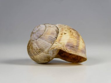 Yandan bakıldığında yıpranmış boş bir salyangoz kabuğunun detaylı makro görüntüsü. Kabuk karmaşık spiral desenler ve toprak parçacıkları ile doğal dokular sergiliyor, yumuşak ışık altında pürüzsüz, bej renkli bir arkaplanda izole bir şekilde duruyor. Harika.