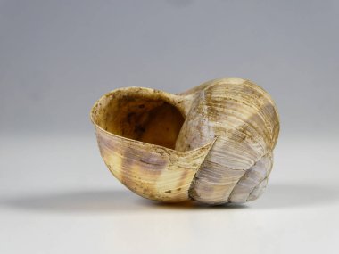 Boş bir salyangoz kabuğunun makro çekimi iç spirali ve açık açıklığı gösteriyor. Toprak parçacıkları ile yıpranmış doğal bir kabuğun detaylı dokusu, temiz açık gri bir yüzeyde, yumuşak gölgelerle izole edilmiş. Doğa, ev ve biyoloji kavramı.